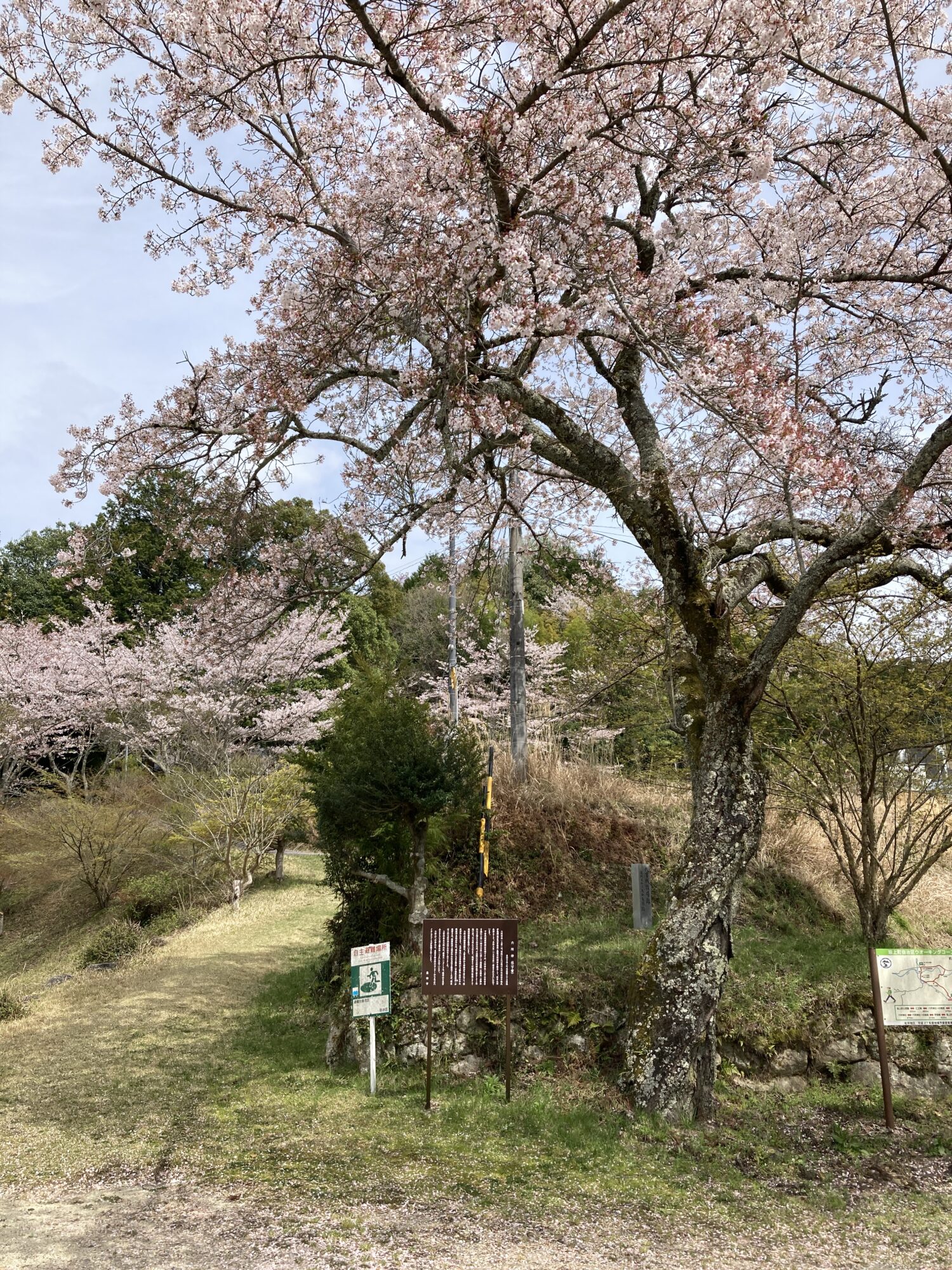 六所山の桜